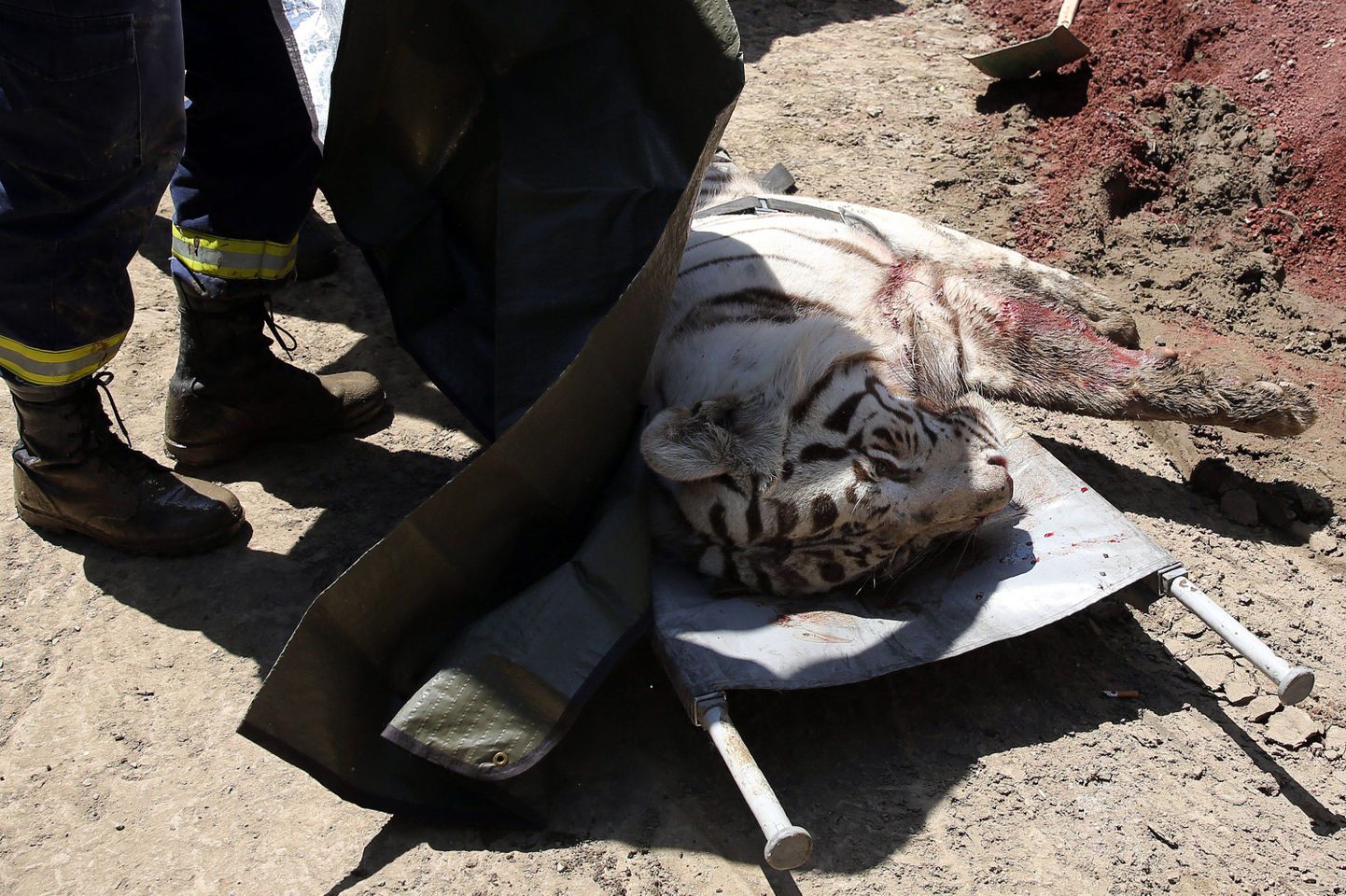 Pildiloleva tiigri tappis Gruusia politsei pärast seda, kui too oli surnuks rappinud juhusliku linnaelaniku.