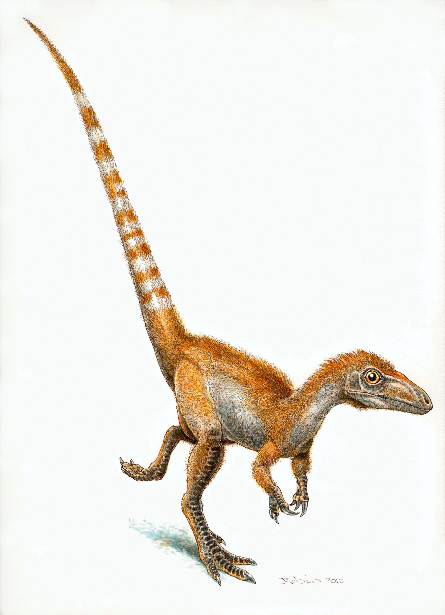 Sinosauropteryx´i rekonstruktsioon