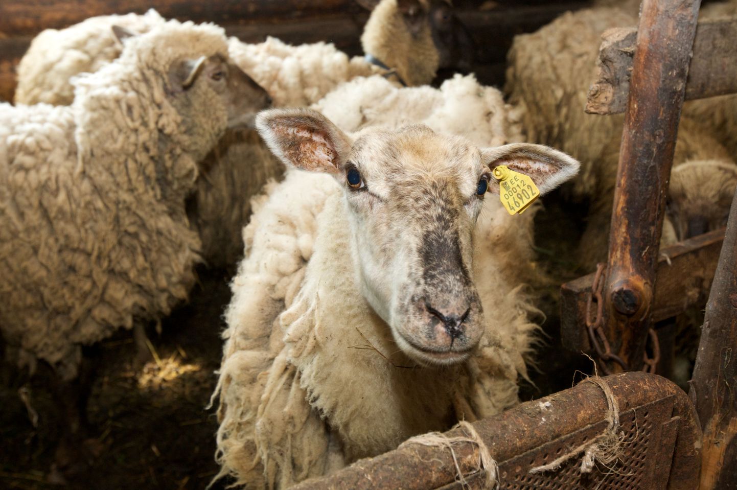 Enim on viirusest ohustatud lambad.