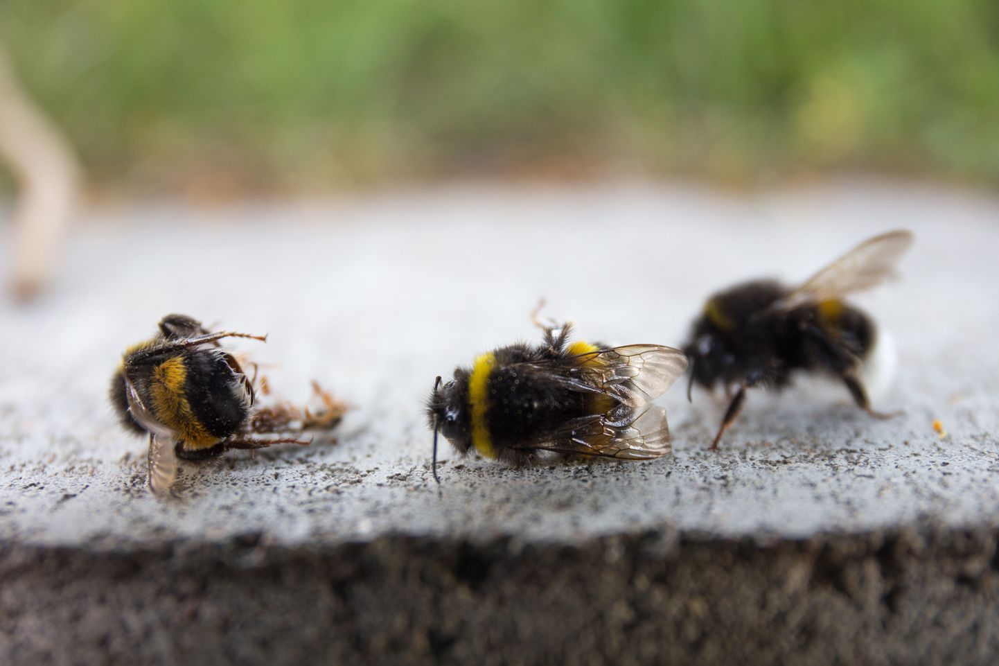Mesilaste suremises laialdaselt kahtlustatud putukamürkide klass neonikotinoidid mõjuvad laastavalt ka kimalastele.