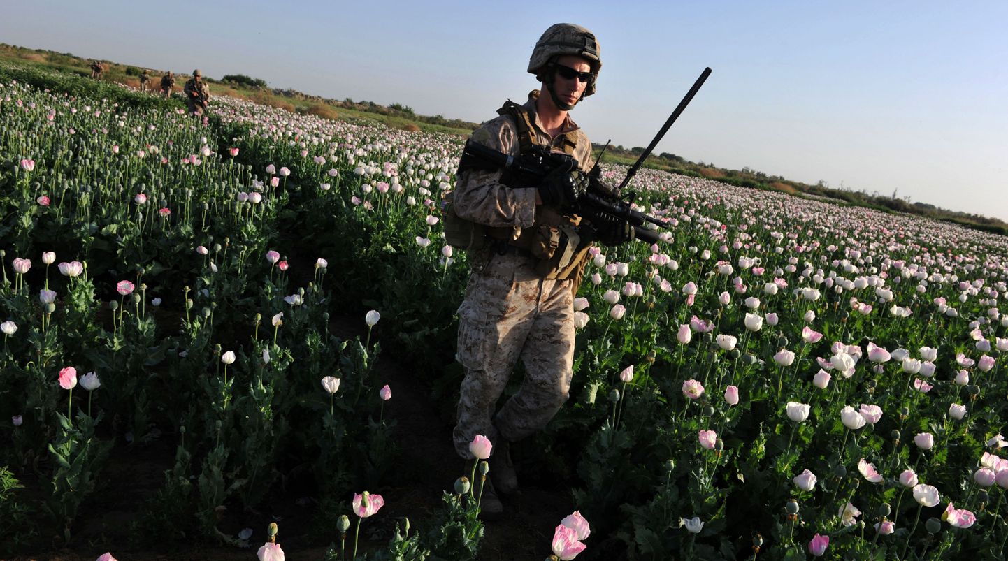 Õitsvad moonid Afganistanis Helmandi provintsis. Põllul on ka USA merejalaväelased.