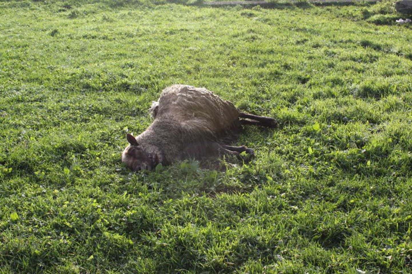 Selle lamba murdsid hundid maha möödunud nädalavahetusel Paide linna piiri läheduses.