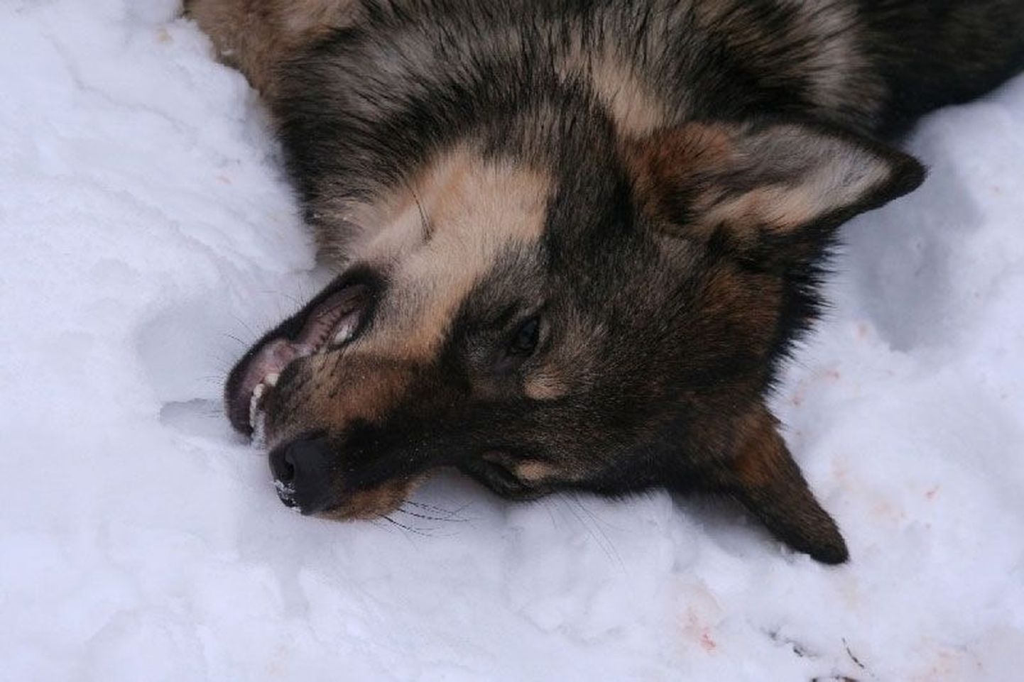 Зимой 2009 года охотники уничтожили нескольких хищников из одной волчьей стаи. Если на нижнем фото изображен чистокровный волк, то изображенный на верхнем фото зверь вызвал среди охотников сомнения. Генетический анализ подтвердил — речь идет о гибриде собаки и волка.