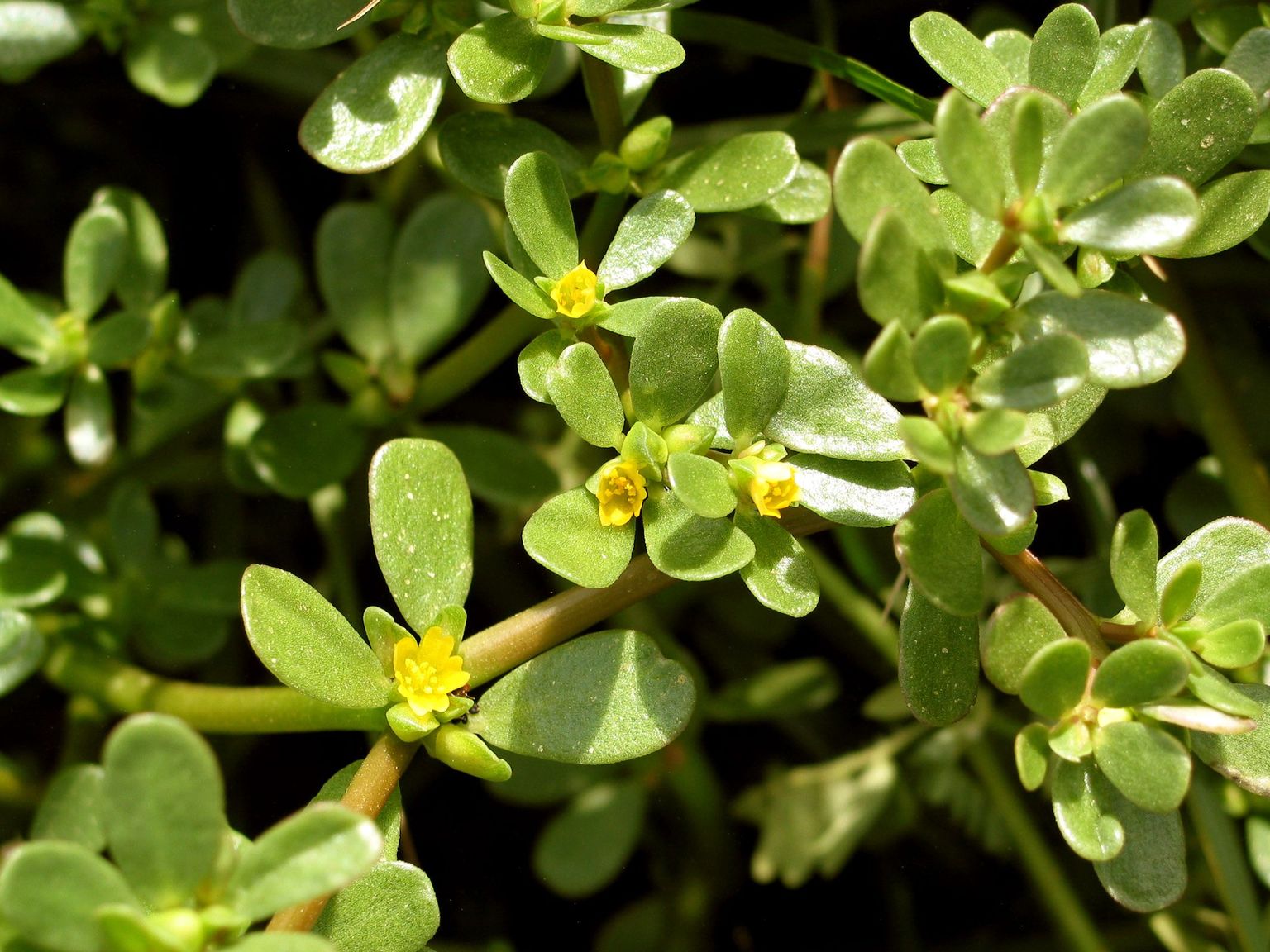 Salatina viljeldava aedportulaki (Portulaca pleracea L.) õied on kollased ja silmatorkamatud, kuid ka need on dekoratiivsed, sobides hästi kiviktaimlasse ja lillepeenarde äärde.