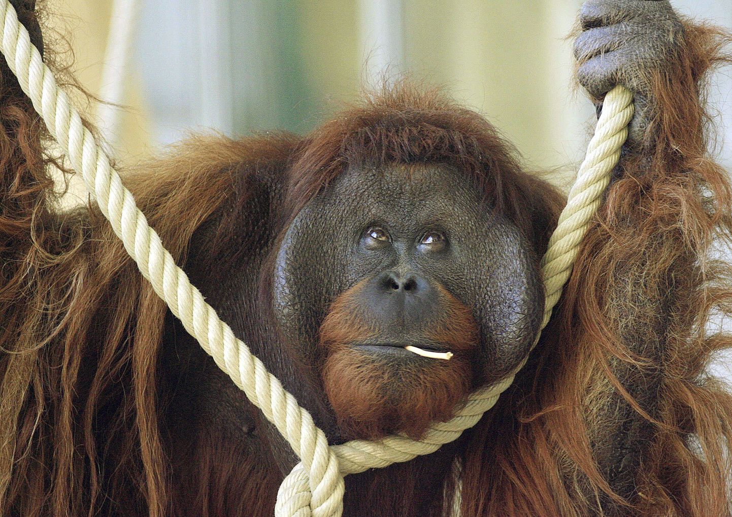 Orangutan kasutas põgenemiseks köit