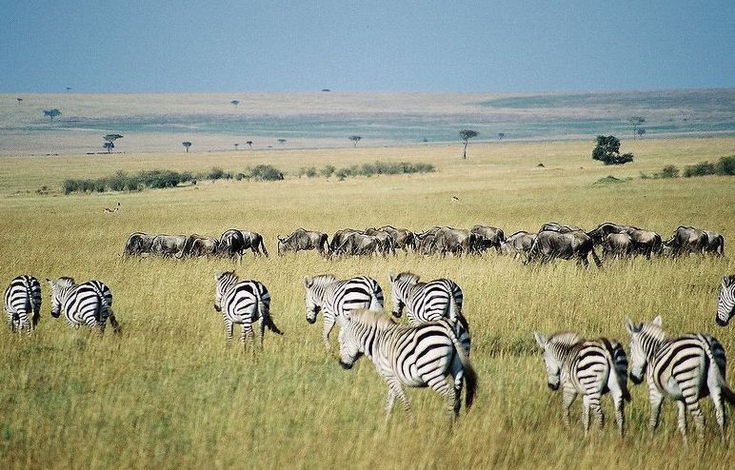 Serengeti sebrad ja gnuud