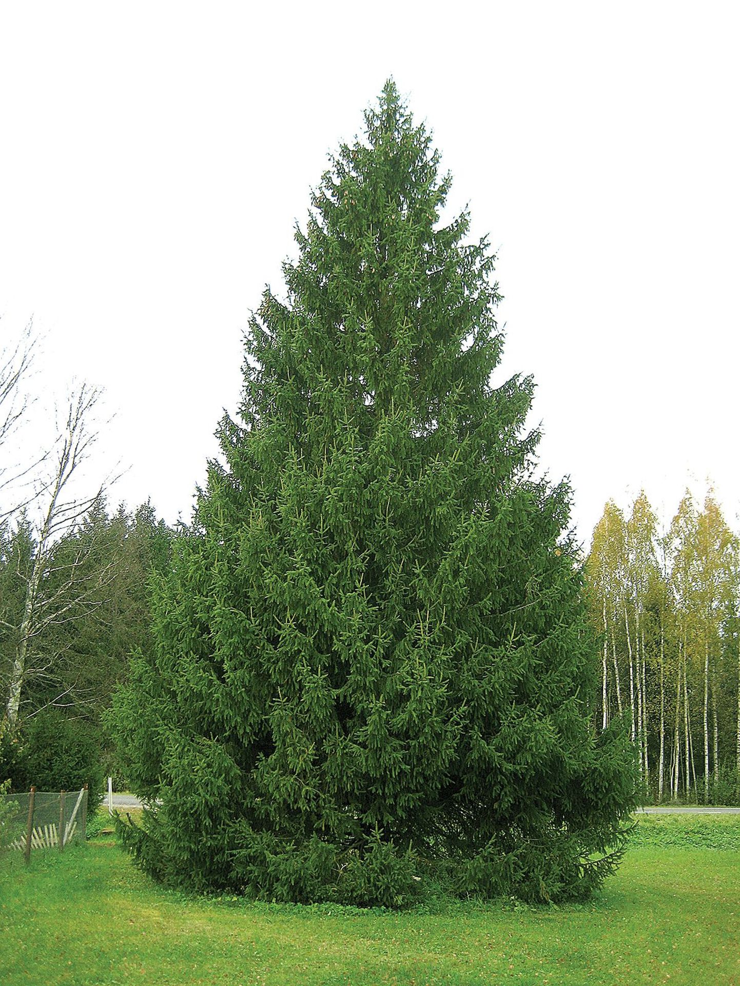 Tänavune Tartu jõulupuu on tõenäoliselt umbes 40 aastat vana. Ta pole kõrge, ent paistab silma ilusa võraga.