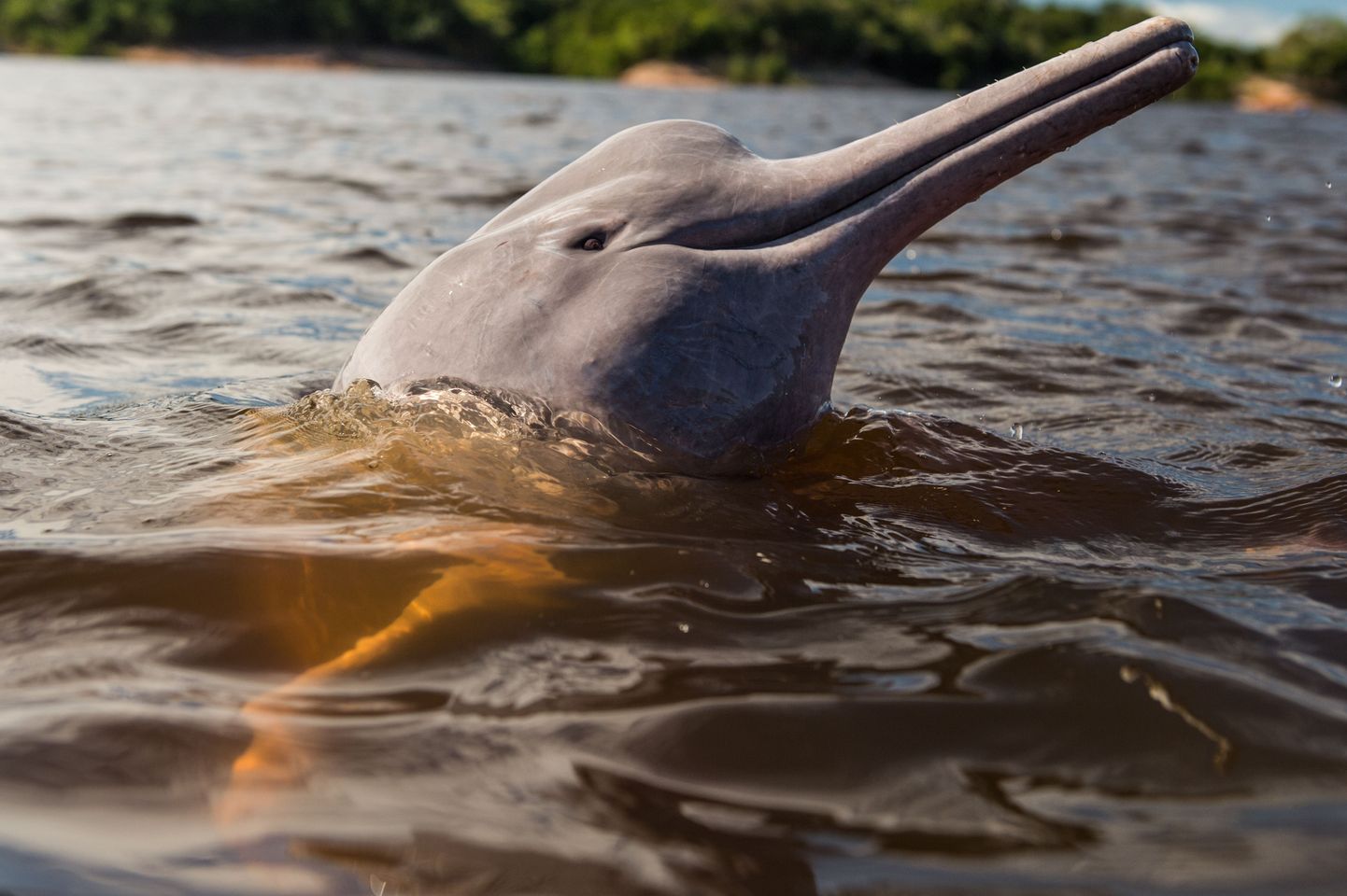 Pildil olev Amazonase roosa delfiin on uue liigiga väliselt väga sarnane.