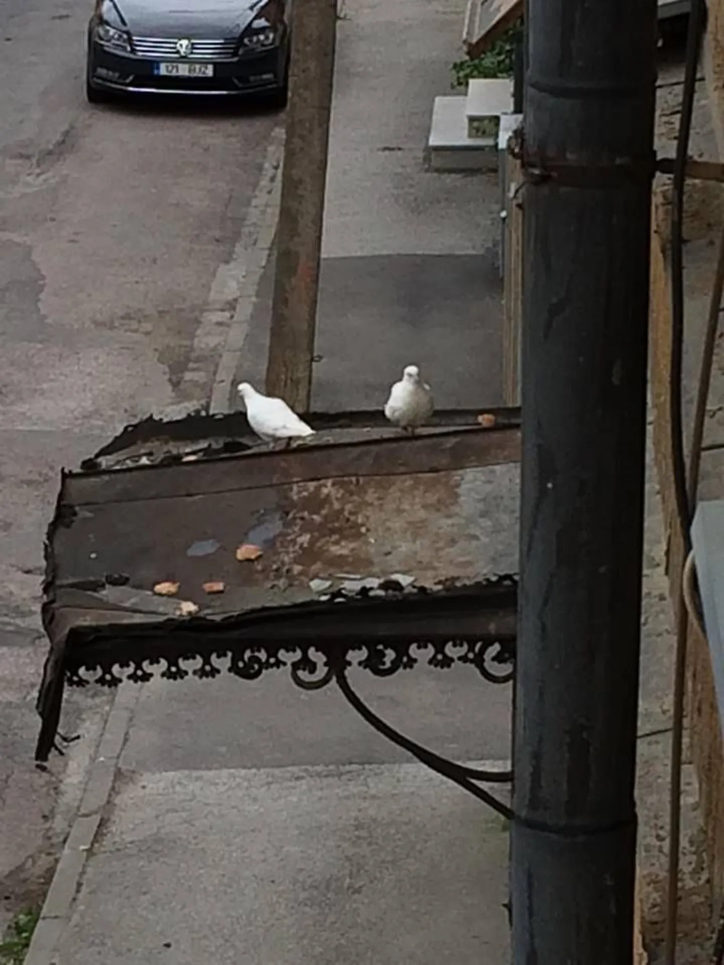 Один из белых голубей уже погиб.