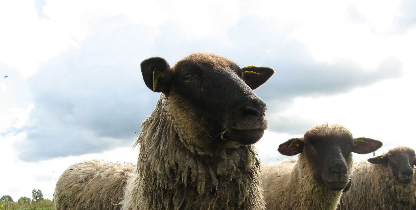 Foto lammastest on illustratiivne