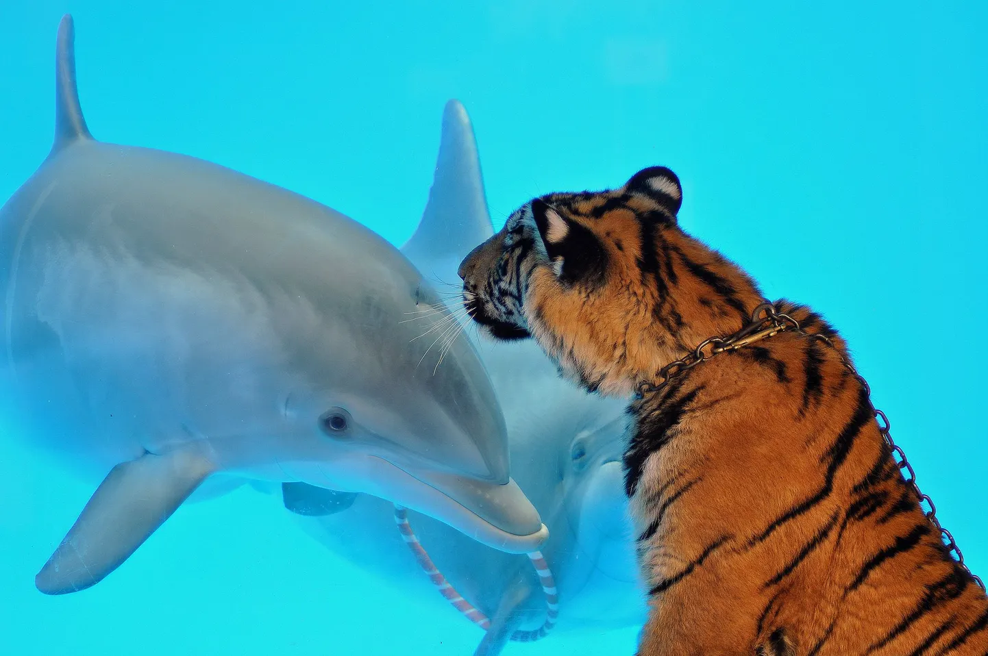NFLis kohtuvad täna tiigrid delfiinidega.