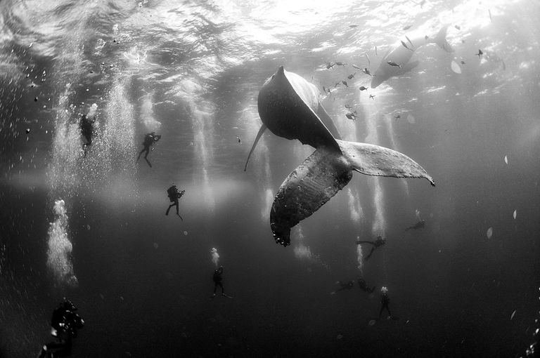 Mehhiko fotograaf jäädvustas läinud aastal algul Mehhikos Revillagigedo saarestiku vetes selle, kuidas uudishimulikud ja pisikesed sukeldujad on koondunud ümber küürvaala ja tema vastsündinud järglase.