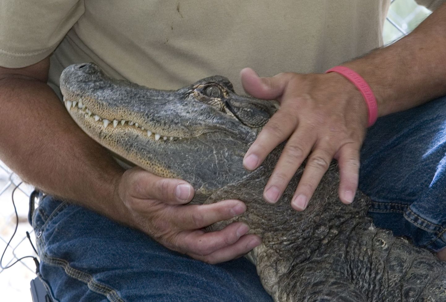 Alligaator. Fotol olev loom pole juhtumiga seotud