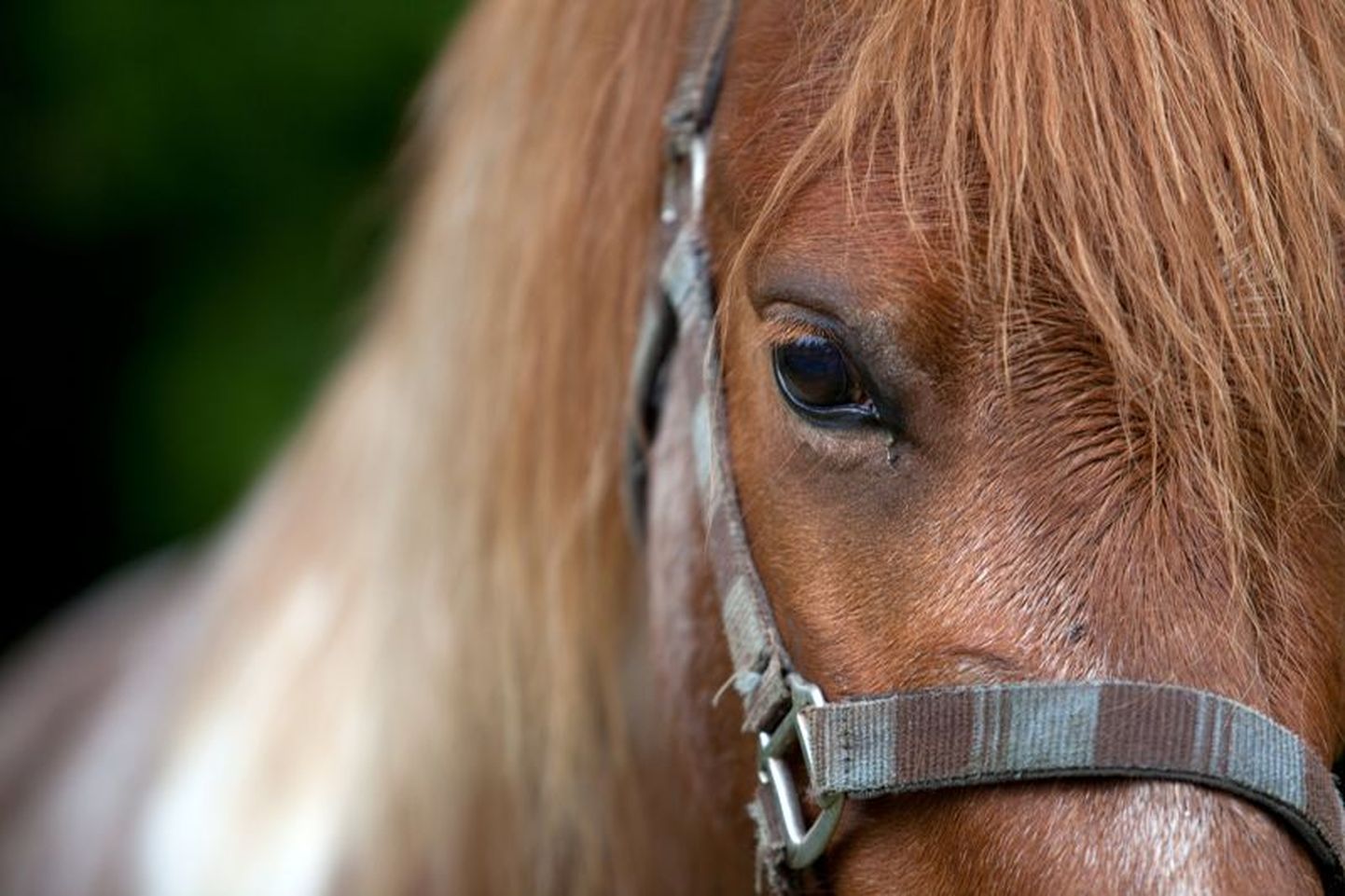 Vanalinnas hobusega lõbusõitu teinud väikelaps sai pea kümme aastat tagasi õnnetuses raske peatrauma.