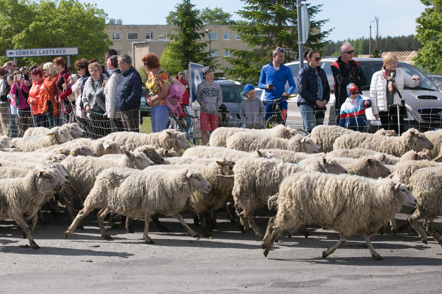 Mullu Sõmerul peetud lambafestivali ajal vallutasid neljajalgsed villakandjad kogu aleviku.