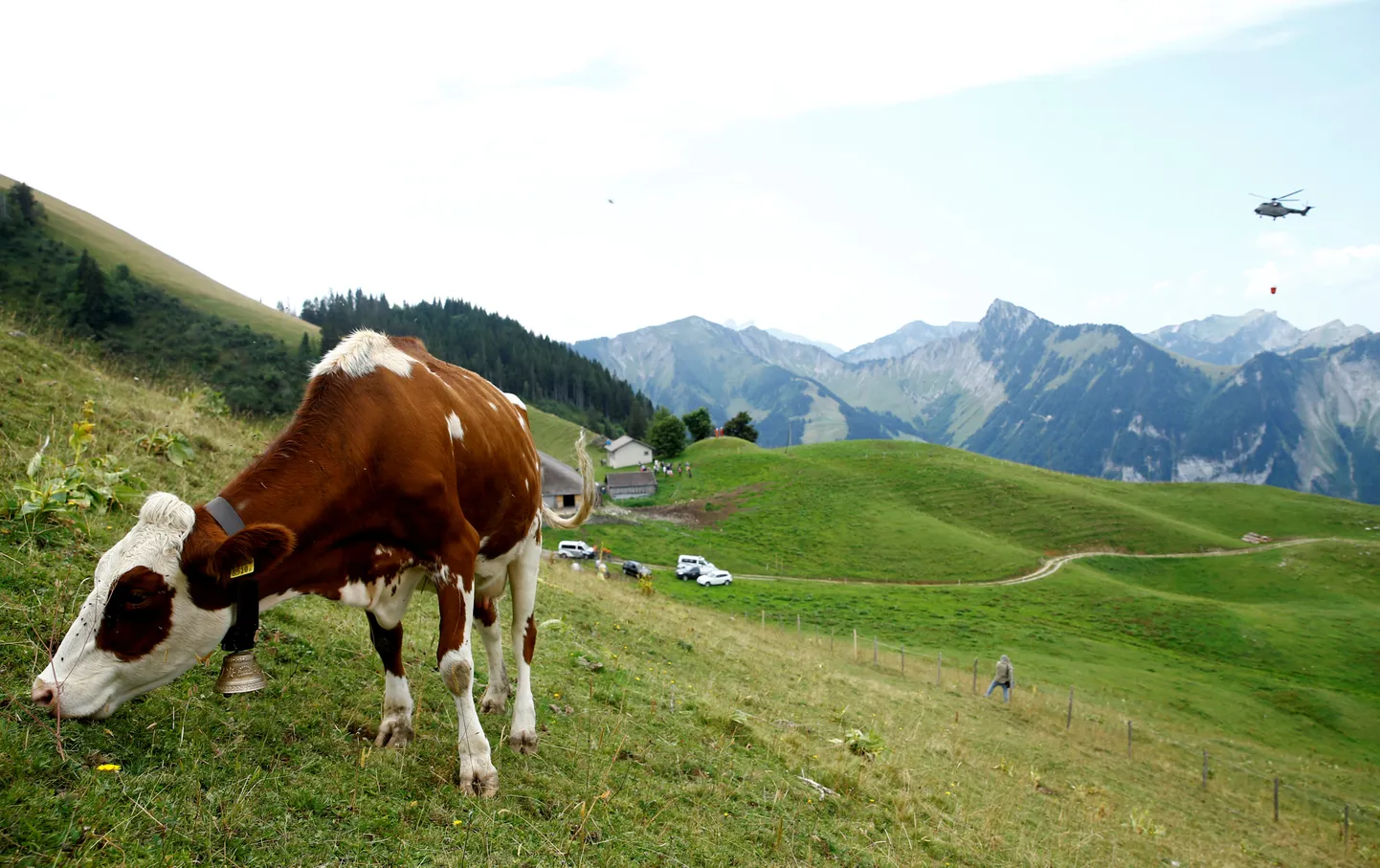 Kui kujutada mõttes ette Šveitsi lehmi, siis on neil kaelas ikka kõlisev lehmakell. Mida aga teha, kui see kohalikele enam ei meeldi? Pilt on illustratiivne.