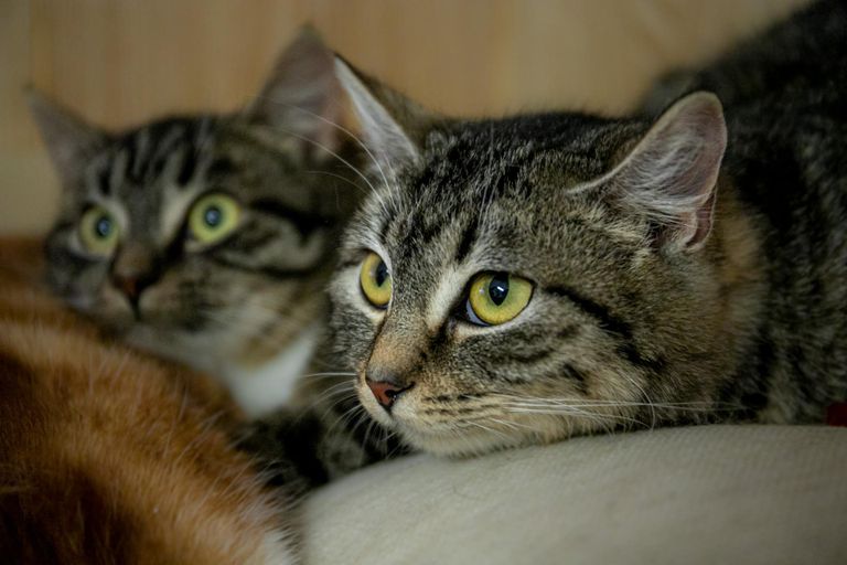 Jesper ja Jovita on umbes pooleaastased kassipojad, kel äravahetamiseni sarnane kasukas.