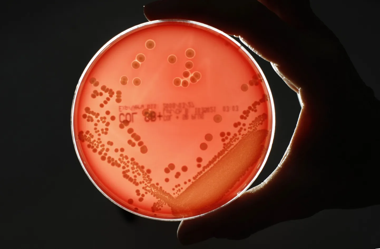 Бактерии. Иллюстративное фото