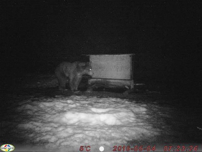 Talveunest virgunud isakaru tuli Rammal söödakohta toidupoolist otsima. Проснувшийся и голодный медведь пришел за едой к кормушке.
