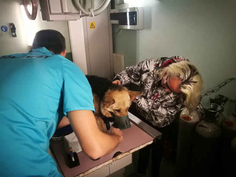 Artikli foto
