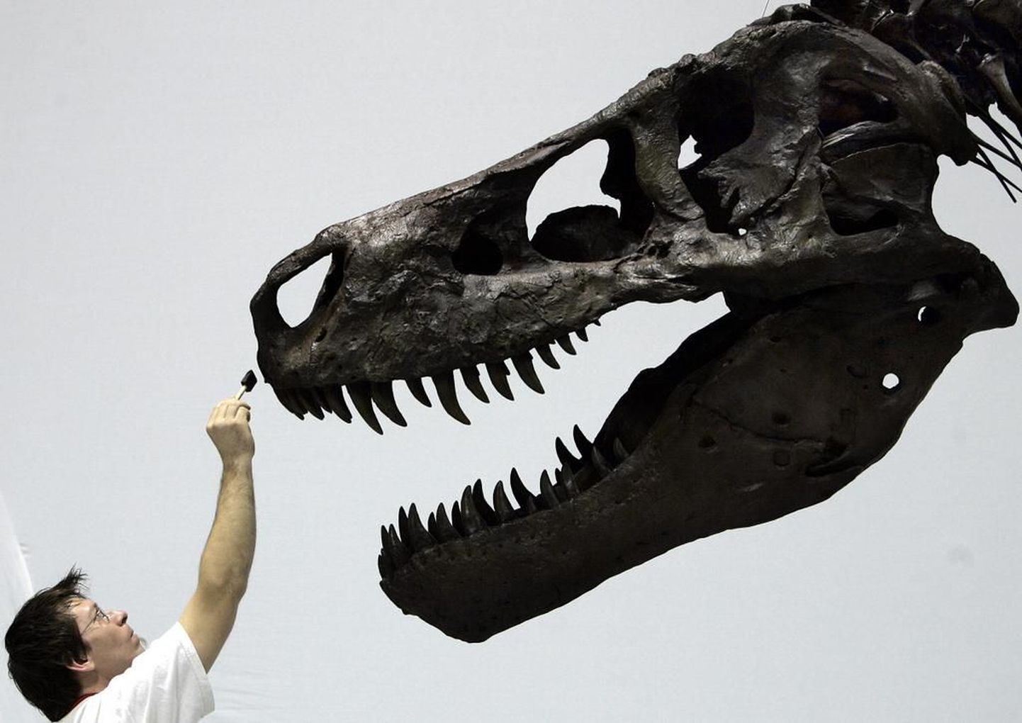 Chicago loodusloomuuseumi töötaja David Hanke annab külastajatele vaatamiseks välja pandud Tyrannosaurus rexi luustikule viimast lihvi.