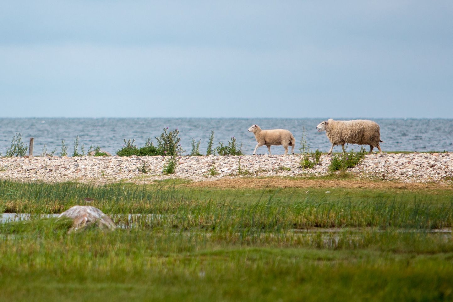 Saarerahvas viib lambad laidudele suveks sööma.