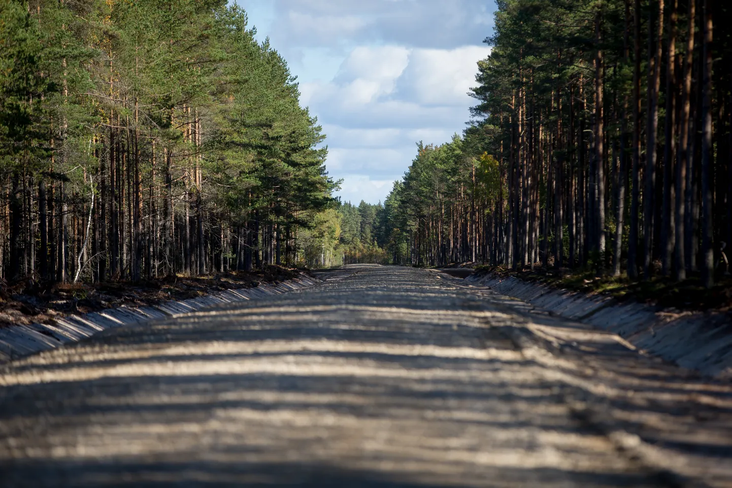 RMK Metsatee Einbis Läänemaal. Seenemetsa tee. FOTO:SANDER ILVEST/POSTIMEES