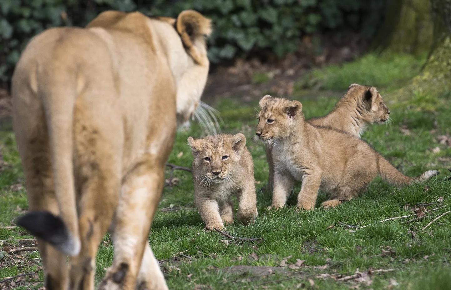 Lõvid Planckendaeli loomaaias 2016. aasta kevadel.