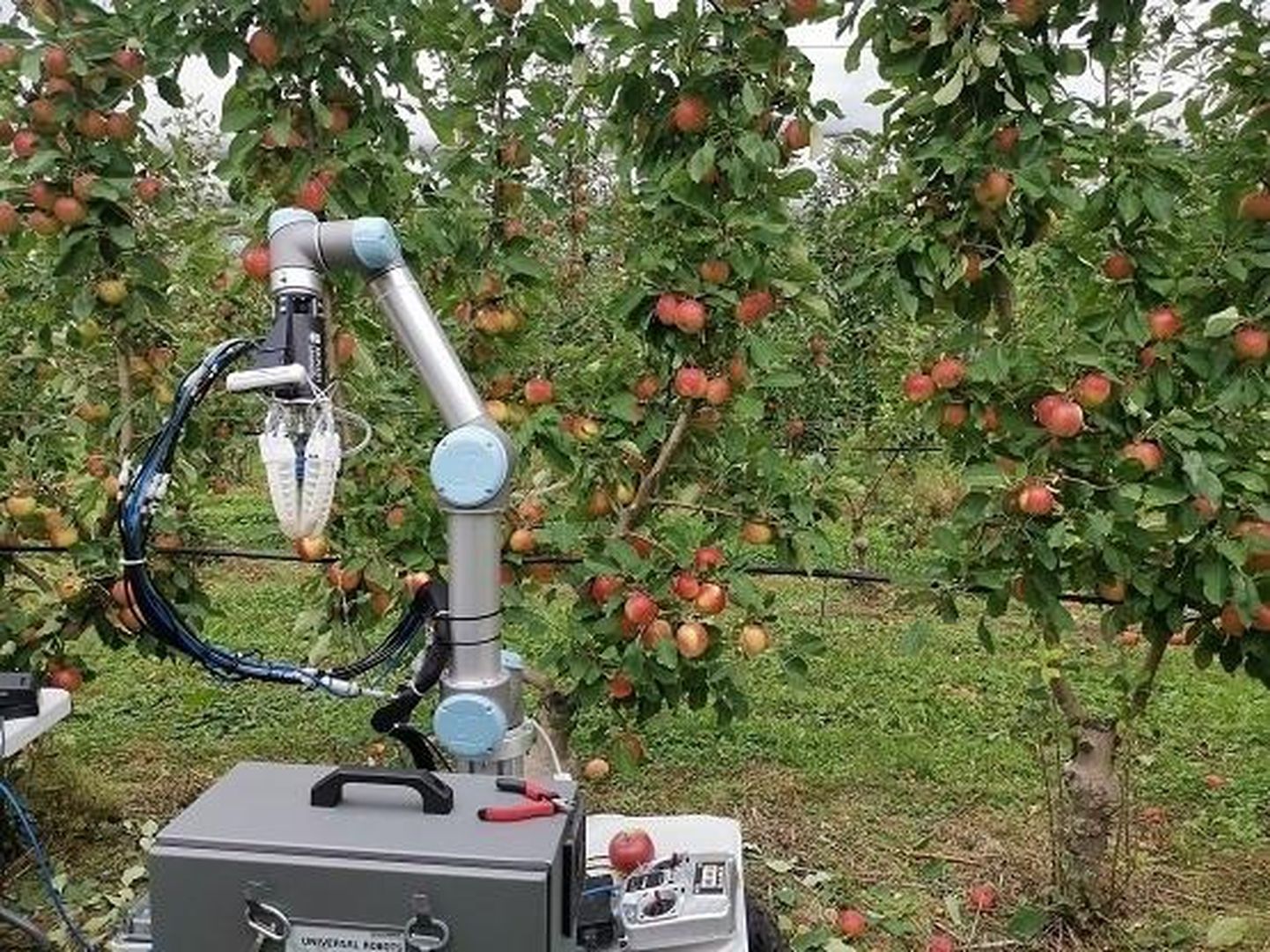 Monashi ülikooli mehaanika- ja kosmosetehnika osakonna teadlaste loodud õunakorjerobot.