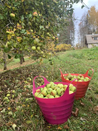 Õunasadu jätkub!