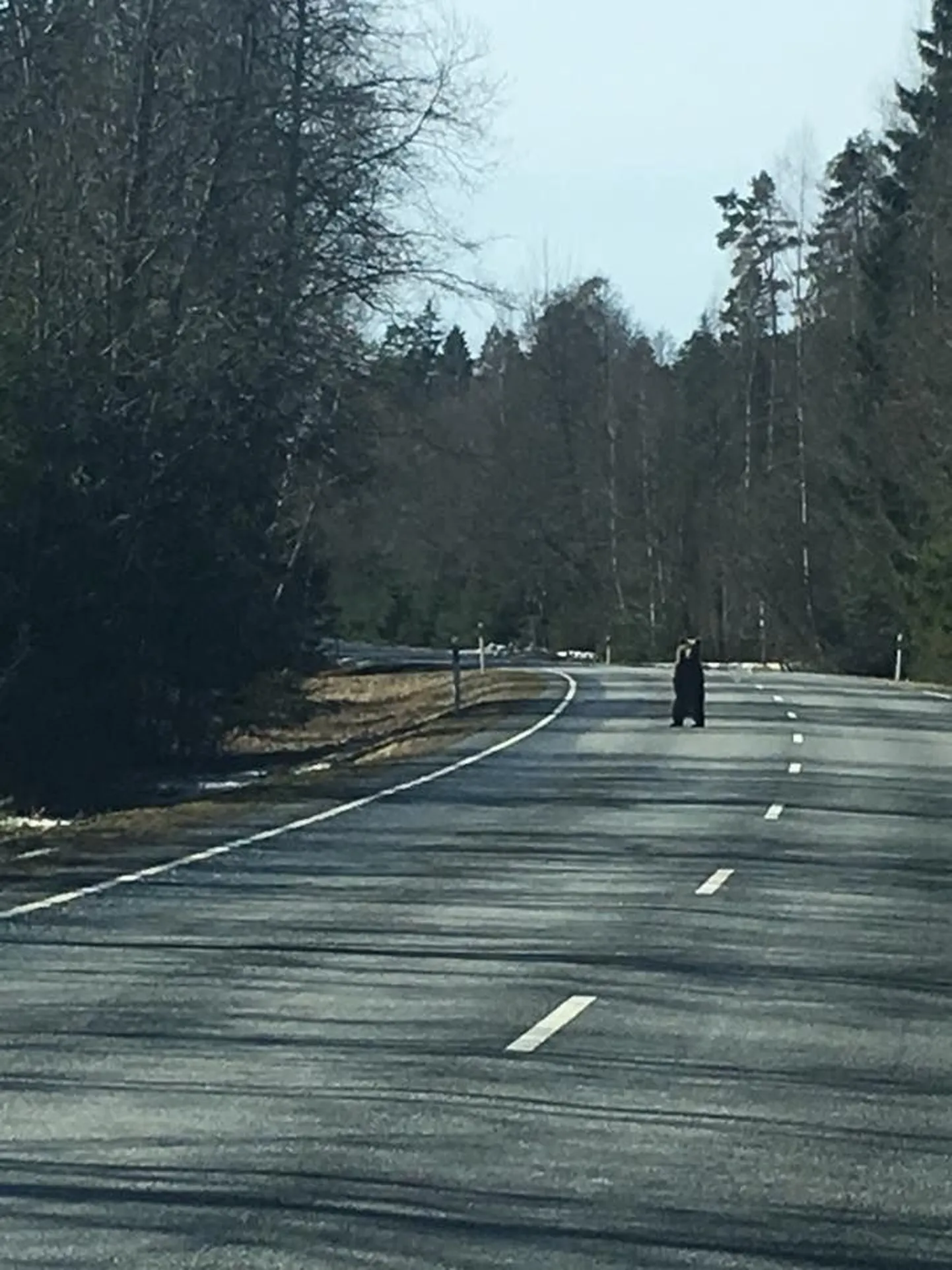 Karupoeg Tartu ja Pärnu vahelisel maanteel.