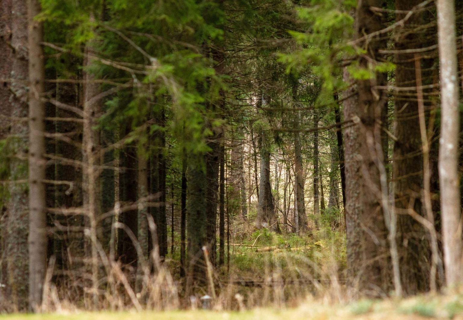 Üks suurimaid probleeme kuusemetsas on puid hävitav ürask, keda viimastel aastatel on Eesti metsades väga palju.