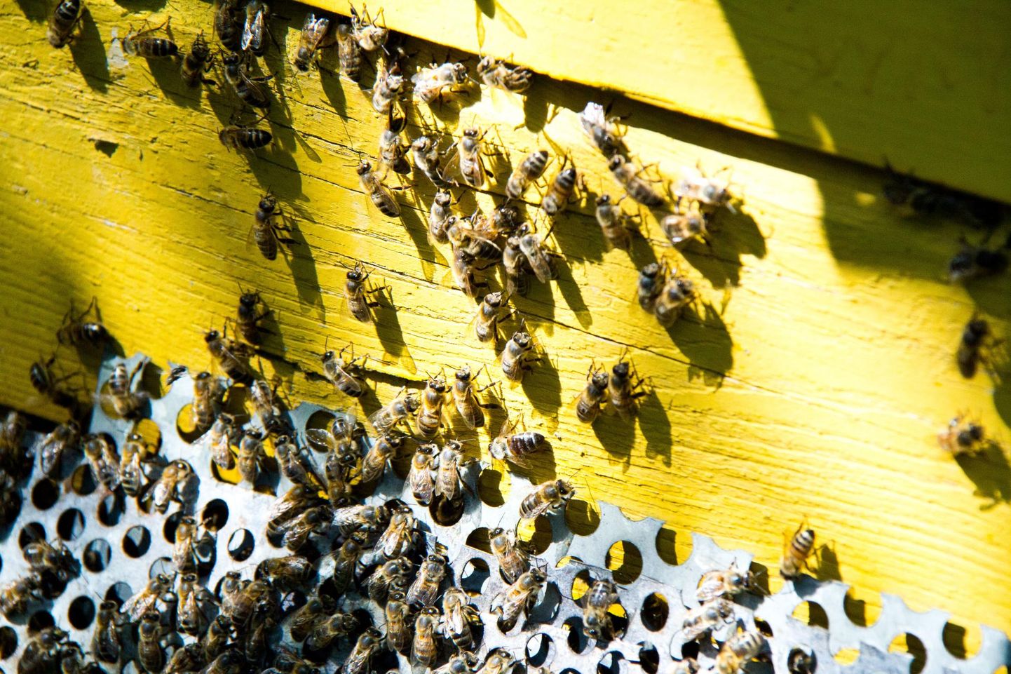 Järgmine kord loetakse mesilad üle 2021. aasta mais.