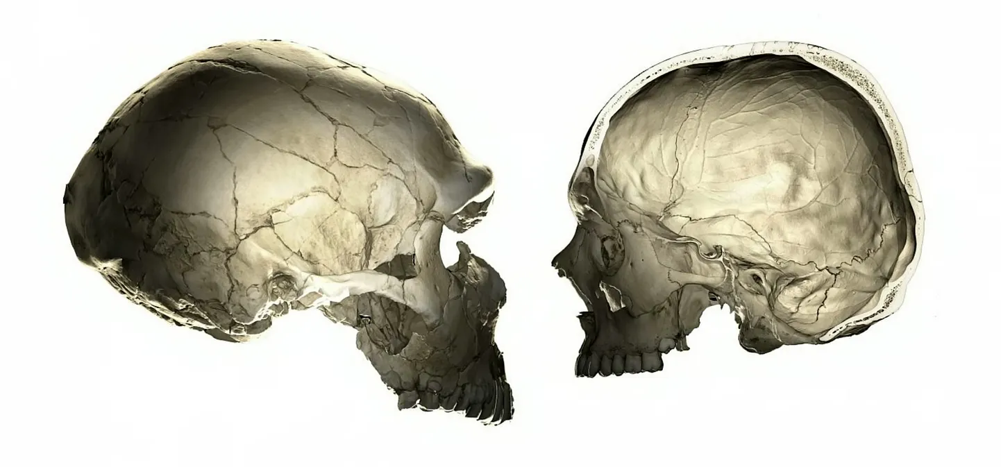Võrdlus: nüüdisinimese aju on kujutatud paremal, neandertallaste oma vasakul.