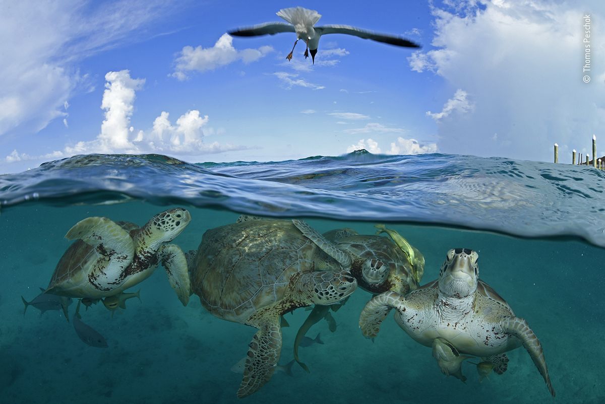 Когда Христофор Колумб в 1494 году плавал по Карибскому морю, там было так много зеленых морских черепах, что они чуть не потопили его корабль. Сегодня этот вид находится под угрозой исчезновения.