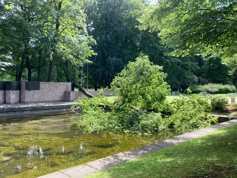 Raksta foto