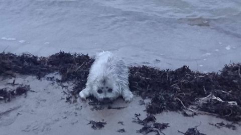 Pärnumaa rannalt leitud viigripoeg taheti möödujate poolt koju sooja viia