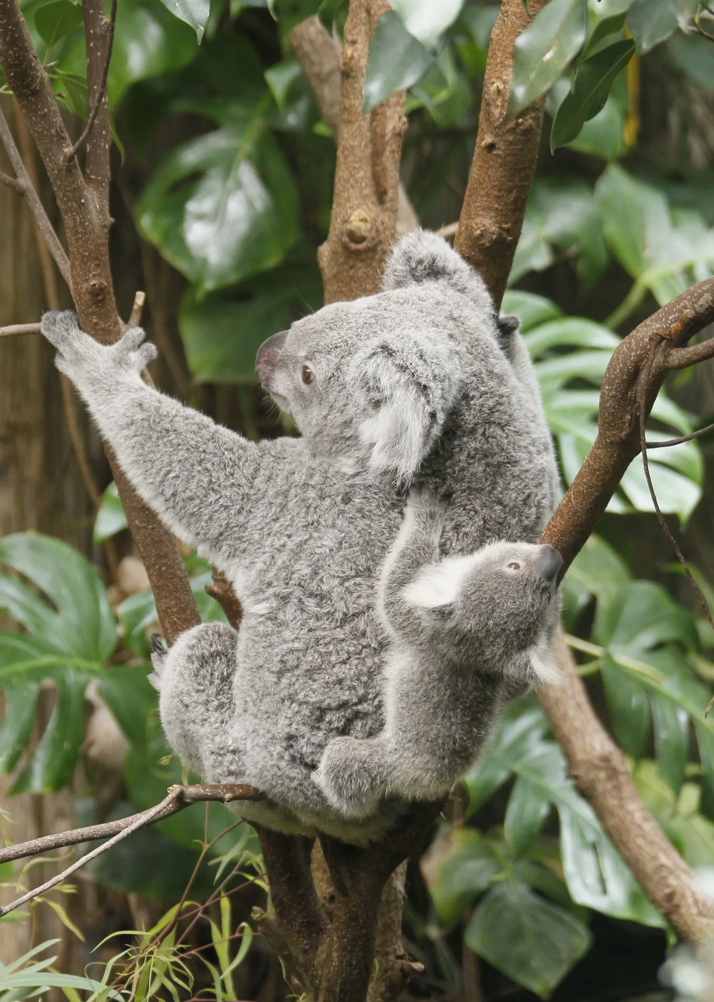 Austraalia meelitab eksootiliste töökohtadega. Fotol koaala koos pojaga