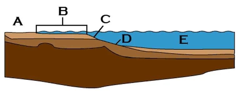 Ookeani tsoonid. A - manner. B - mandrilava. C - mandrinõlv. D - bentiline tsoon. E - abüsaalne tasandik.
