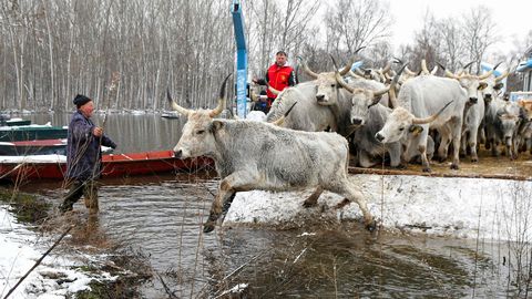 ERAKORRALINE PÄÄSTEOPERATSIOON ⟩ Serblased evakueerisid Doonau jõe saarele lõksu jäänud kariloomi