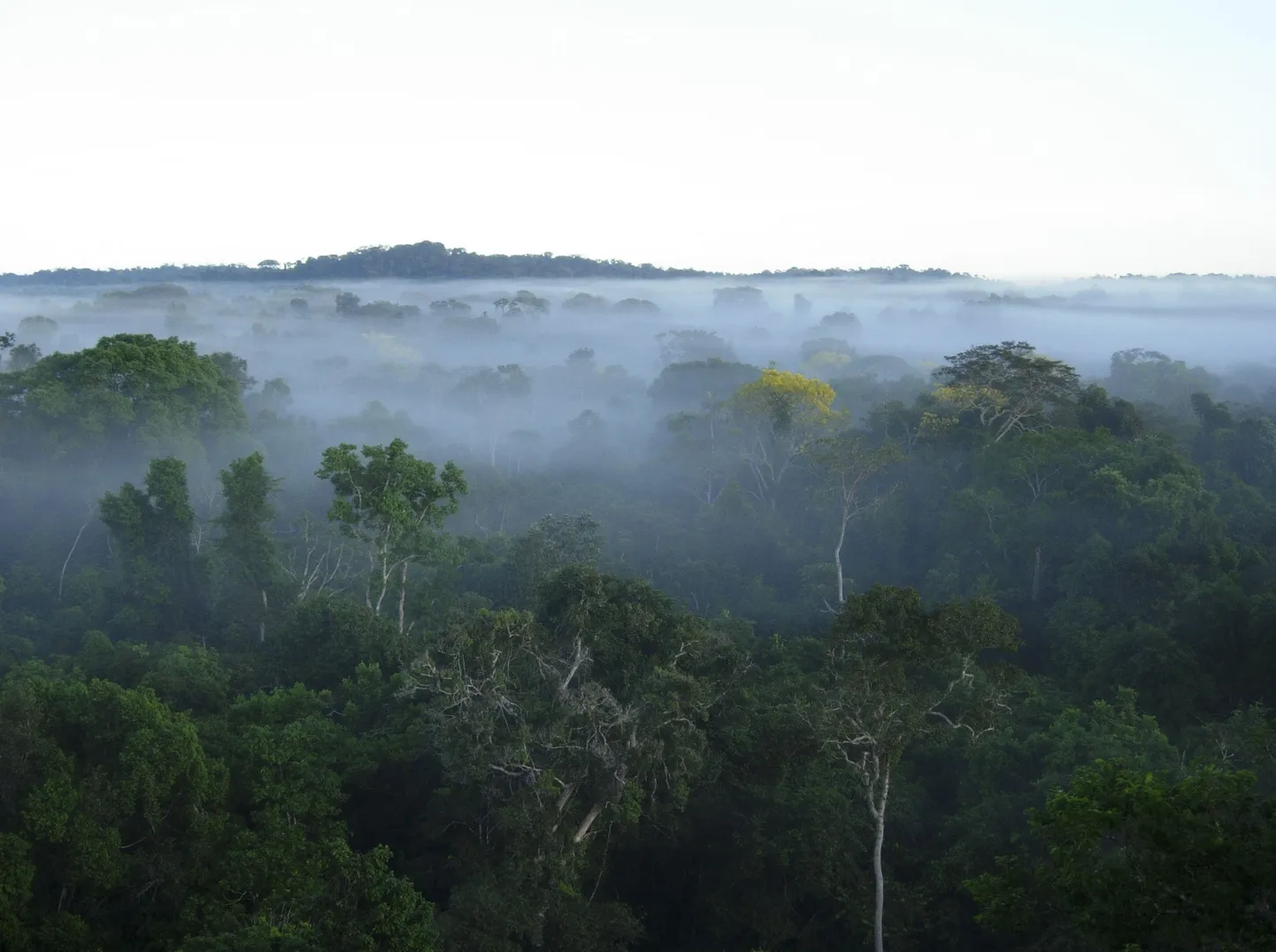 Honduurase vihmamets võib peita iidset «kullalinna»