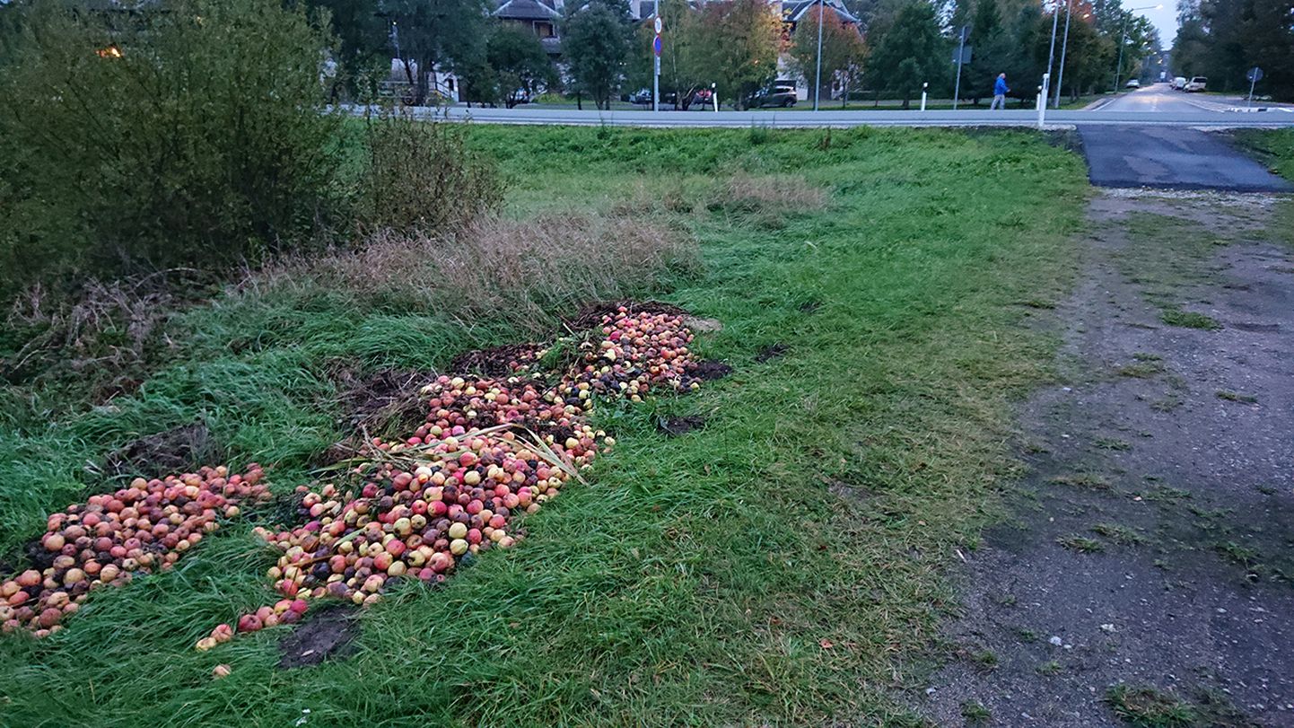 Pärnu–Rakvere maantee äärde mälestussambani viiva tee kõrvale on veetud suur hunnik mädanevaid õunu, vanu kartuleid ja aiasodi.