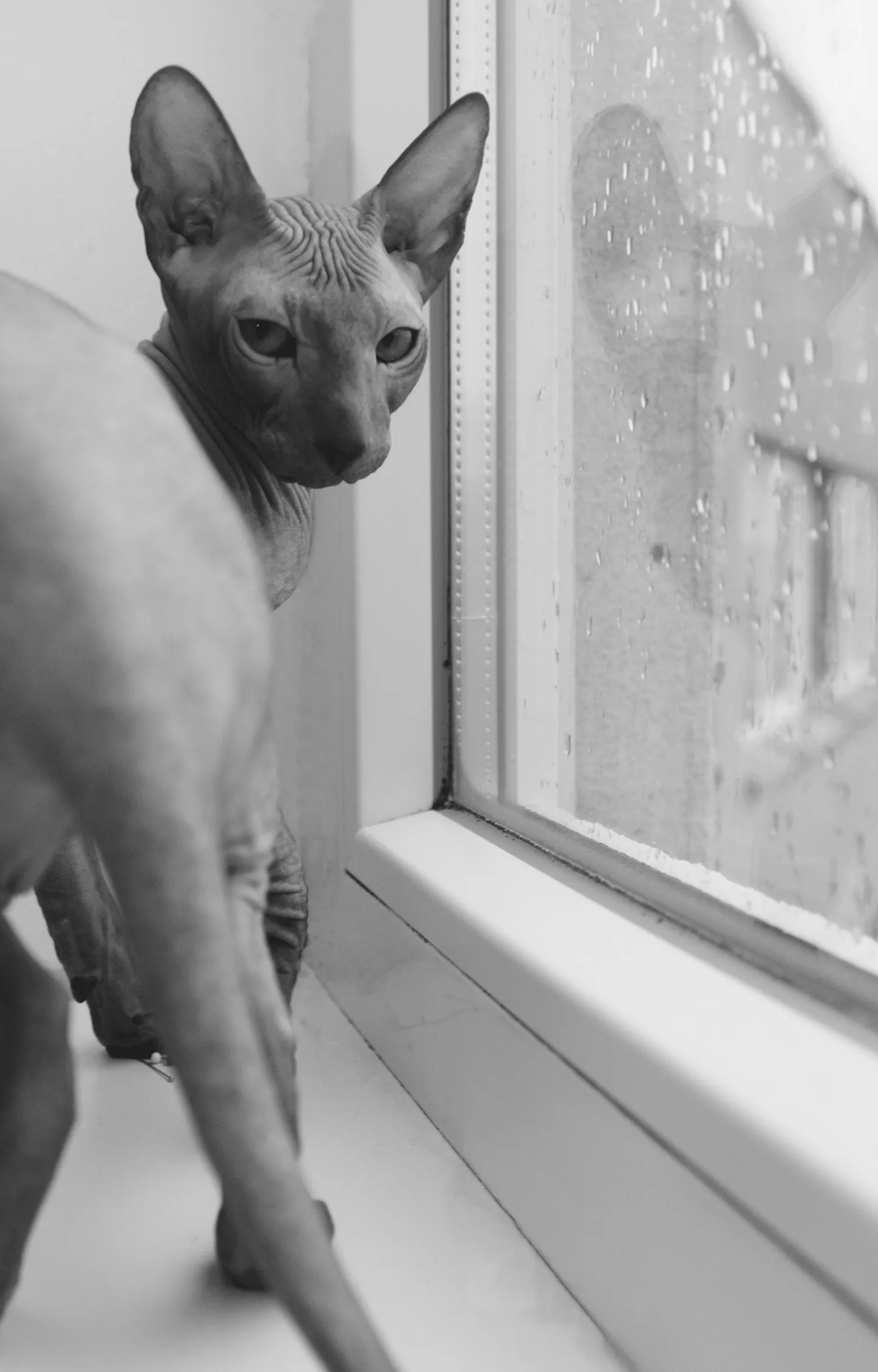 Кот Сфинкс