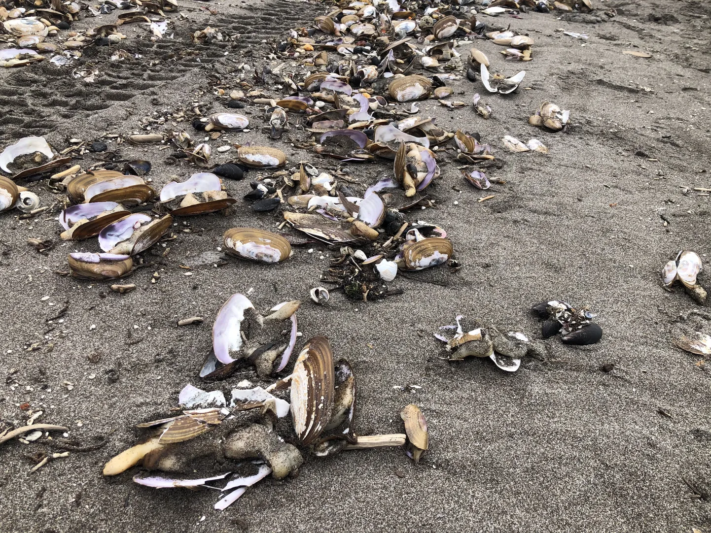 Камчатка массовая гибель животных. Массовая гибель морских животных на камчатке (2020). Халактырский пляж камчатка катастрофа. Гибель морских животных на камчатке. Массовая гибель морских животных на камчатке (2020).