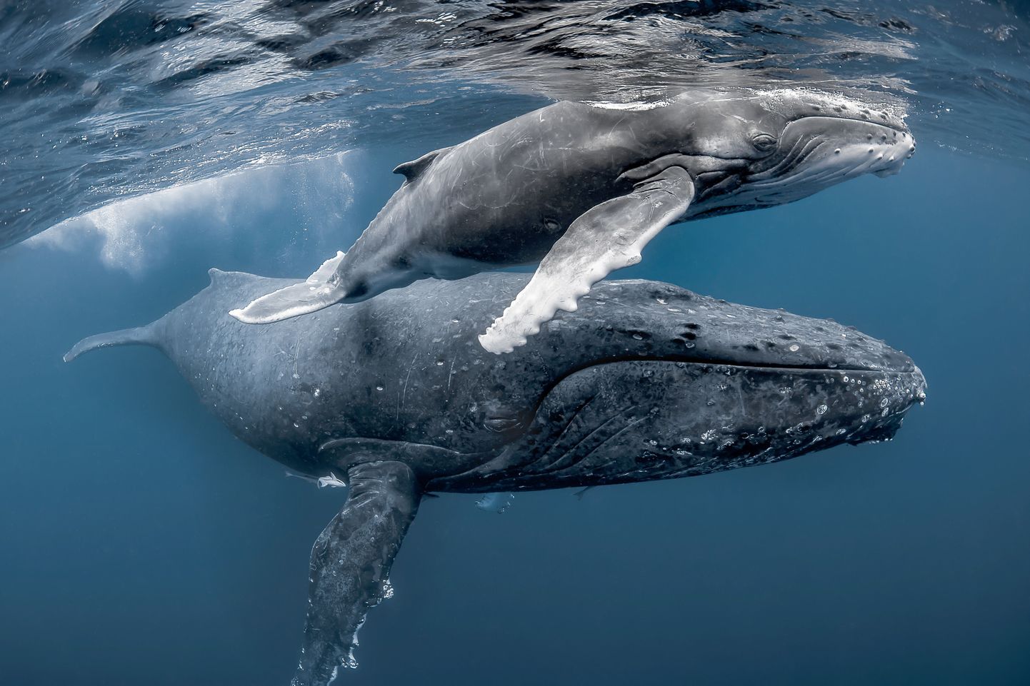 Küürvaalad hüppavad veest välja, et kaugemal asuvate vaaladega suhelda.