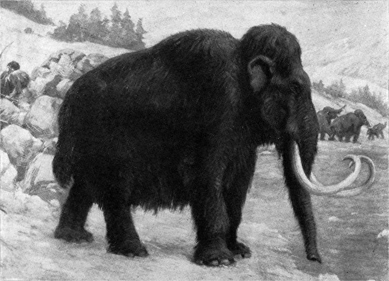 Matainais mamuts, zīmējums. 1915, Čārlzs Roberts Naits