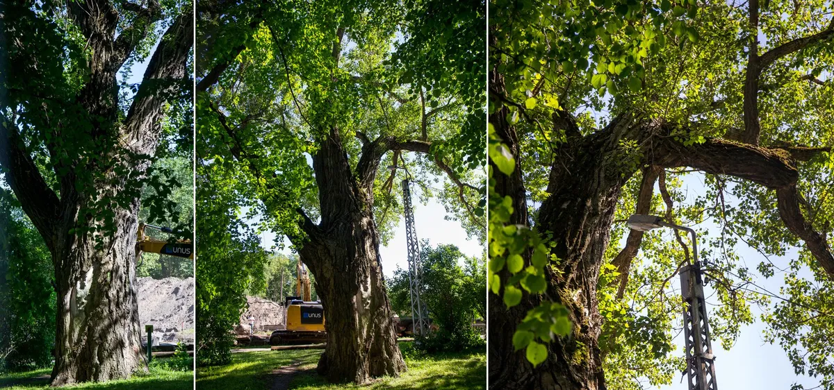 Hilispappel Põhja puiestee kõrval trammitee ääres. Ümbermõõt 579 cm.
