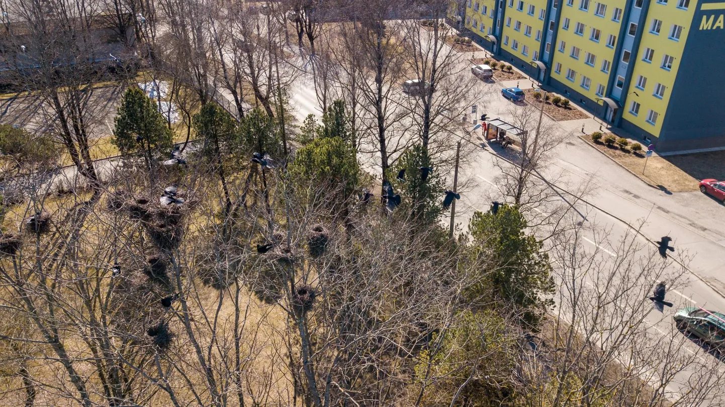 Linn küsis sel nädalal keskkonnaametilt taas lubam hävitamaks varesepesi Vana-Pärnu kalmistul ja metsapargis ning Ravi ja Mai tänaval.