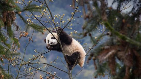 HARULDANE VIDEO ⟩ Hiinas jäi kaamerate ette maailma ainus üleni valge panda