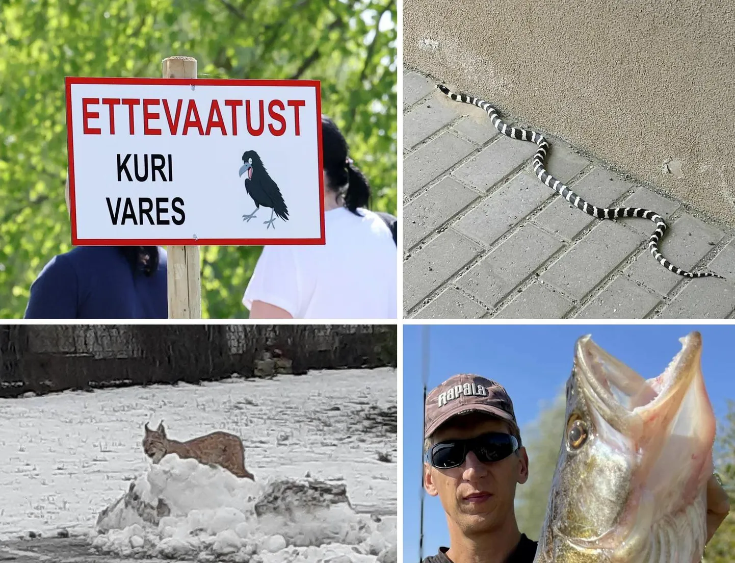 Erilised lood sünnivad tihti tänu looma- ja linnuriigi esindajaile.